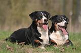 BOUVIER D'APPENZELL 052
